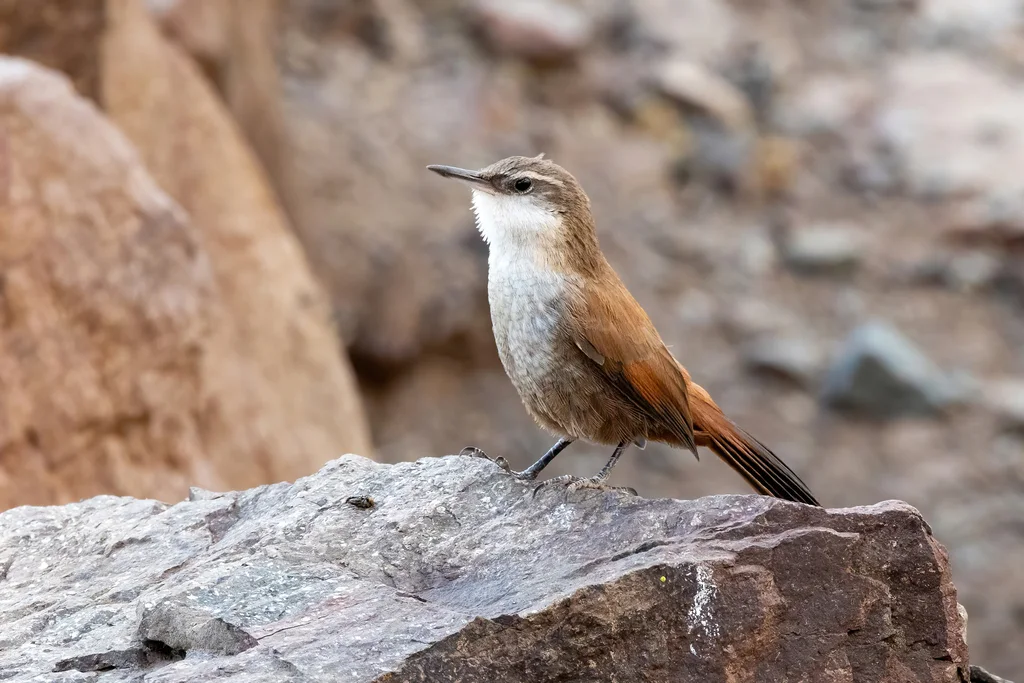 崖爬地雀(Ochetorhynchus melanurus)