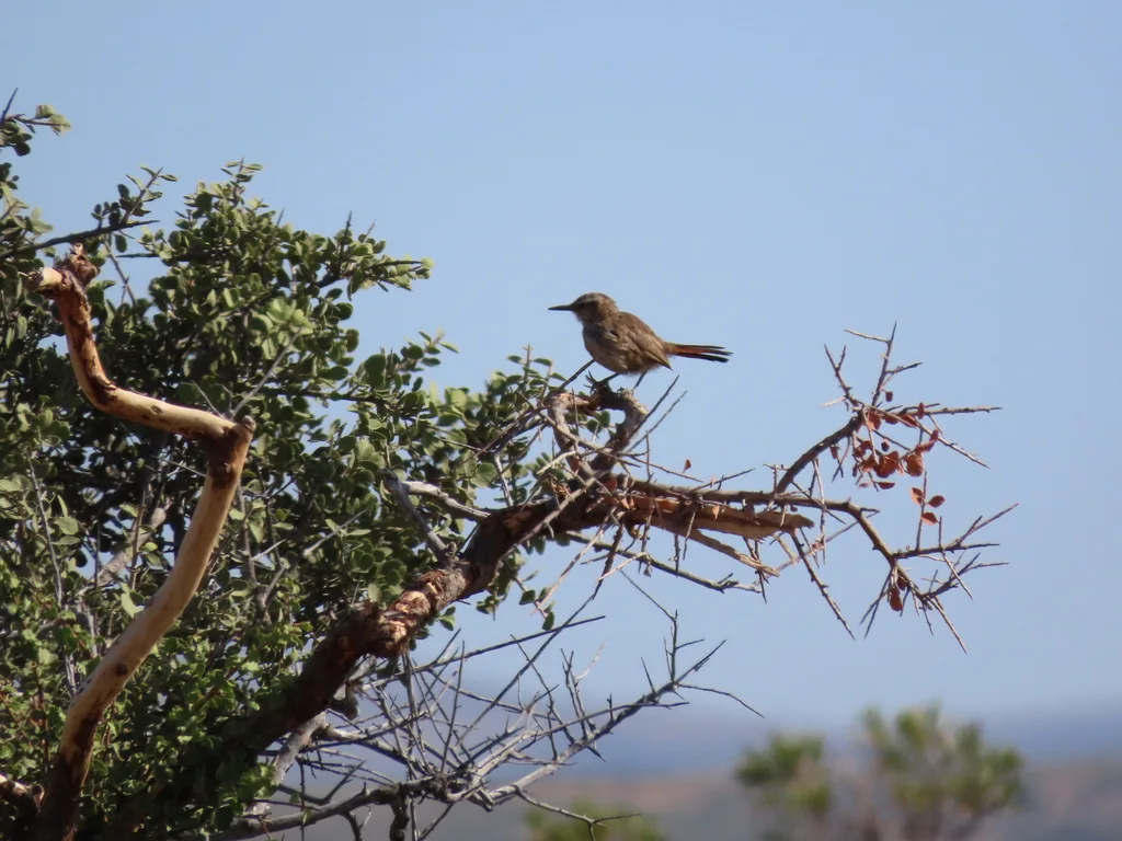 斑尾爬地雀(Ochetorhynchus phoenicurus)