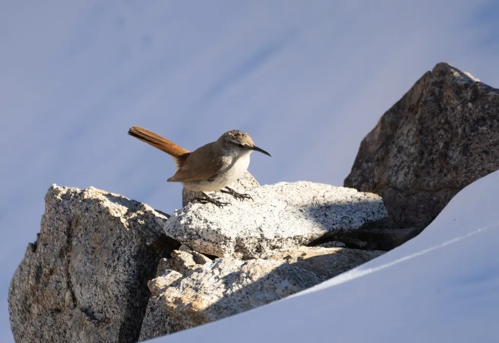 直嘴爬地雀(Ochetorhynchus ruficaudus)