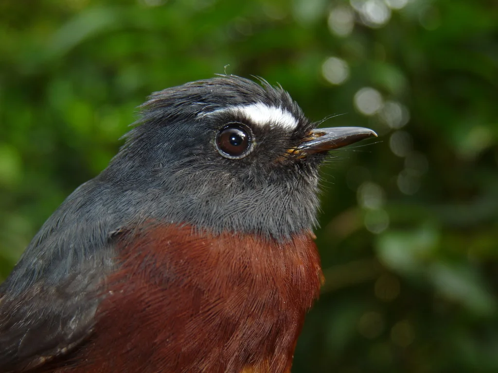 灰背唧霸鹟(Ochthoeca cinnamomeiventris)