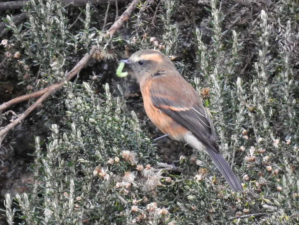 褐背唧霸鹟(Ochthoeca fumicolor)