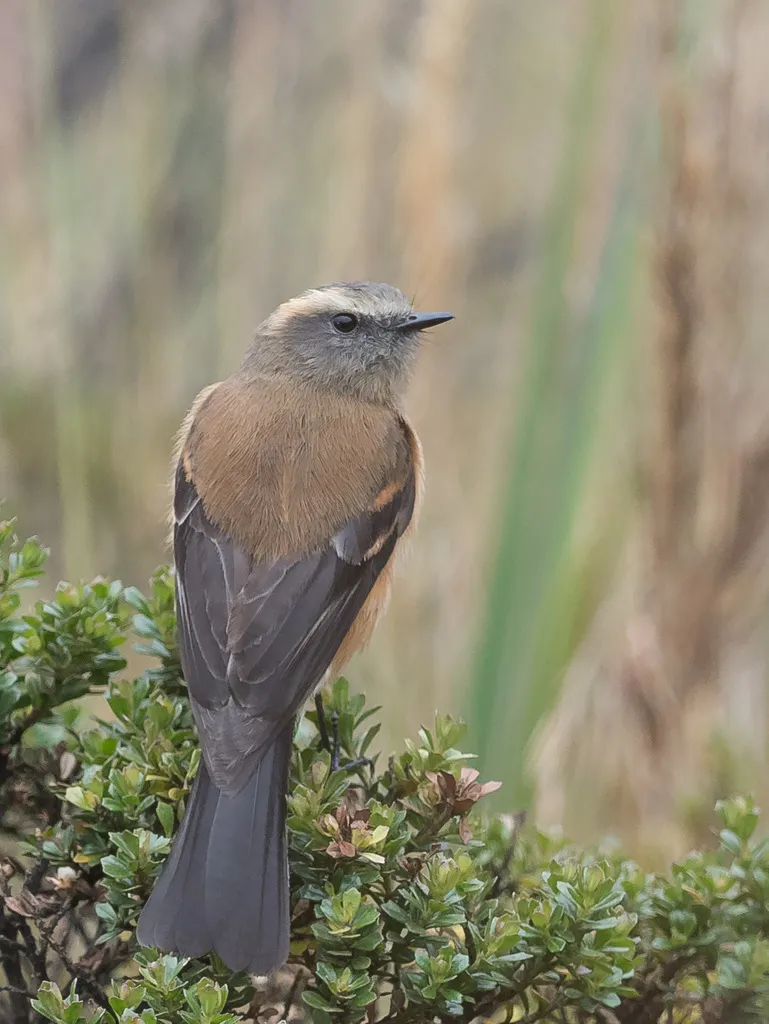 褐背唧霸鹟(Ochthoeca fumicolor)