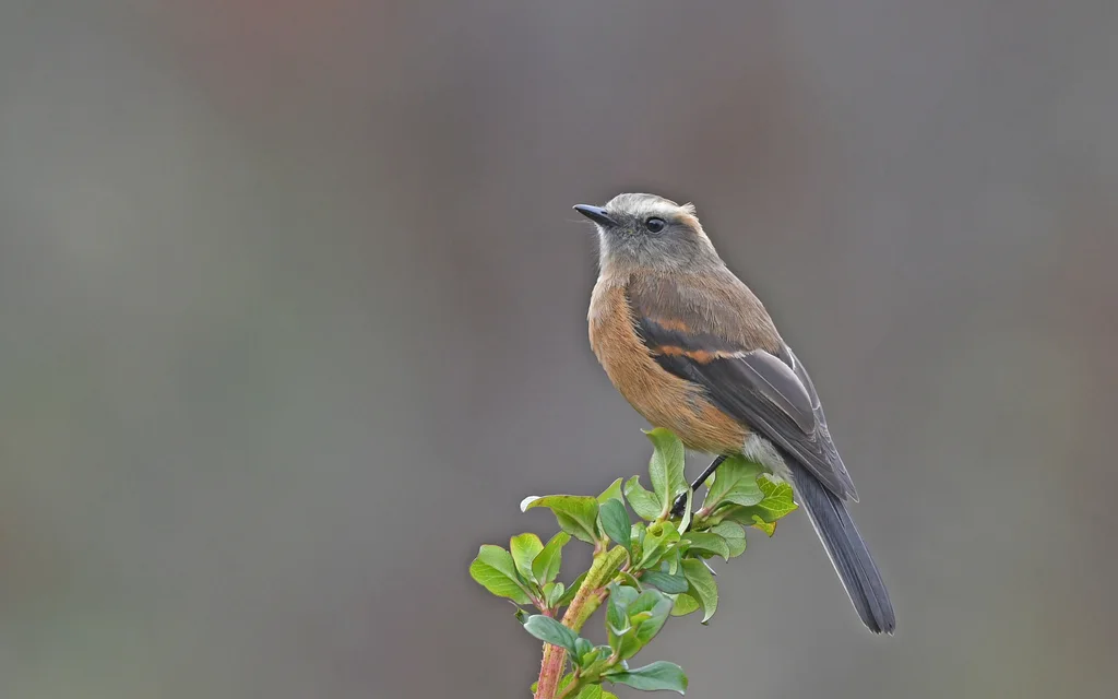 褐背唧霸鹟(Ochthoeca fumicolor)