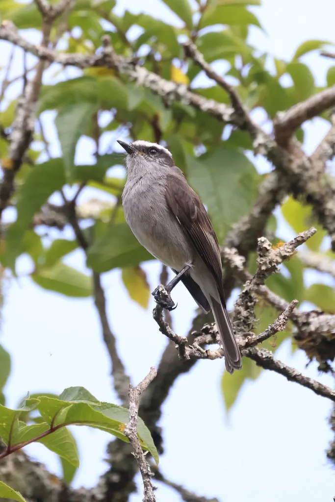 白眉唧霸鹟(Ochthoeca leucophrys)