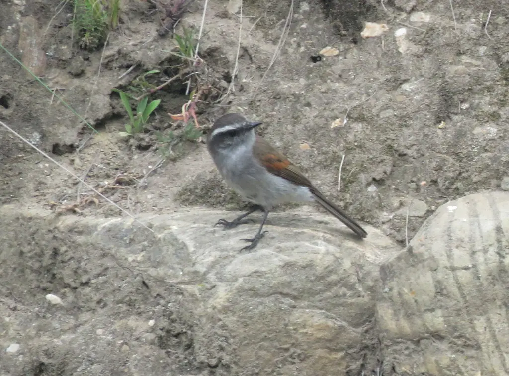 白眉唧霸鹟(Ochthoeca leucophrys)