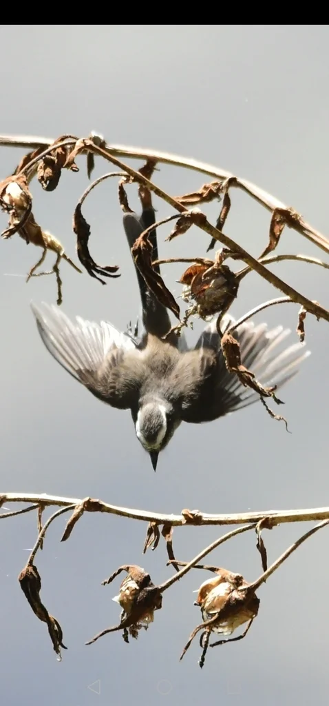 白眉唧霸鹟(Ochthoeca leucophrys)