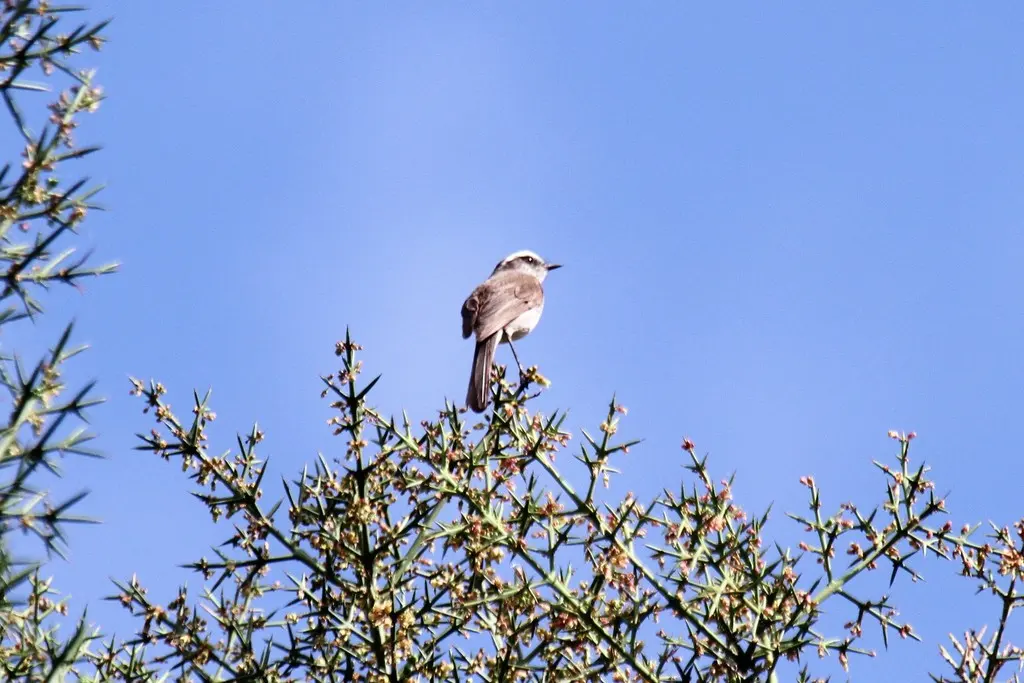 白眉唧霸鹟(Ochthoeca leucophrys)