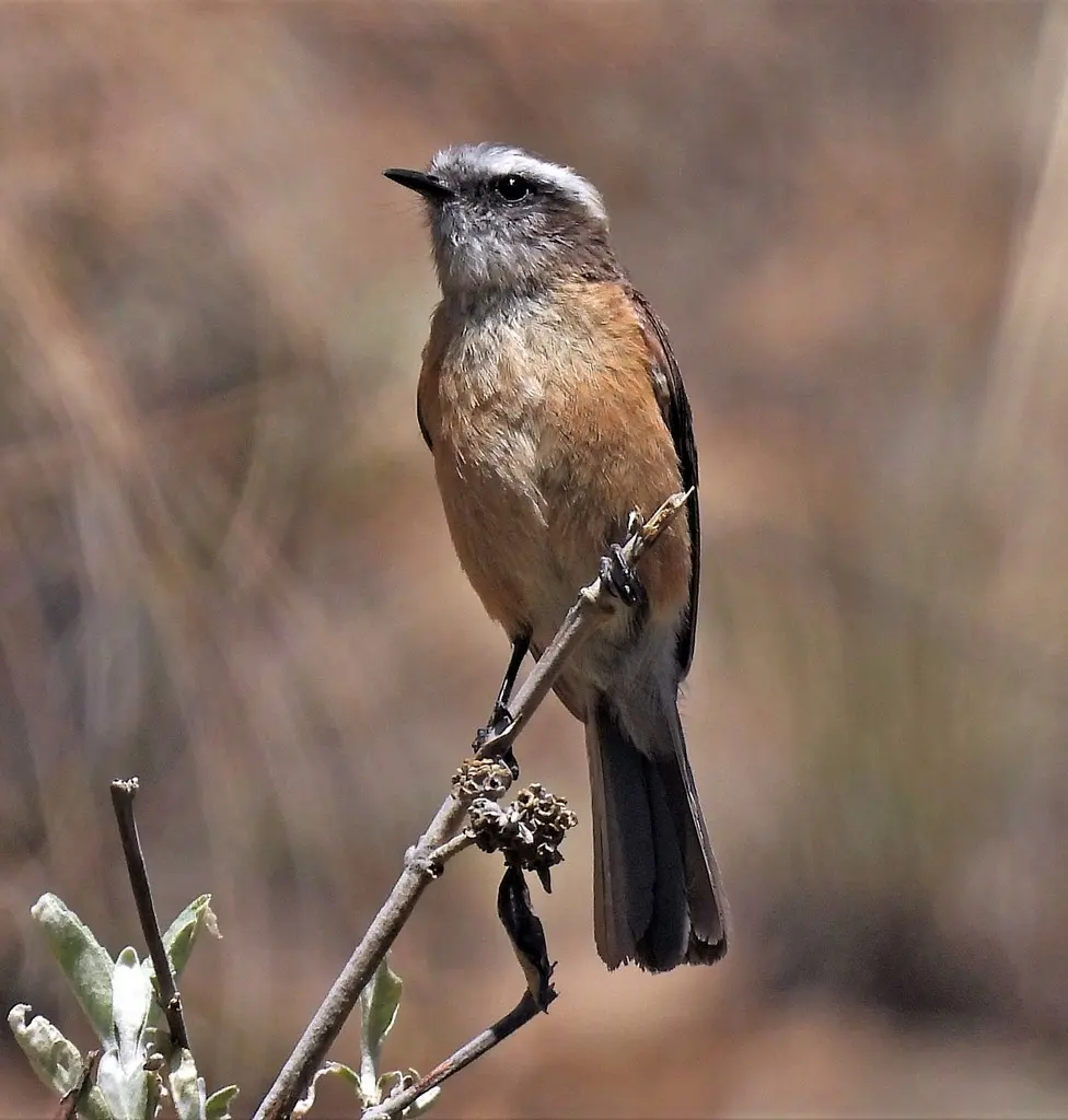 南美唧霸鹟(Ochthoeca oenanthoides)