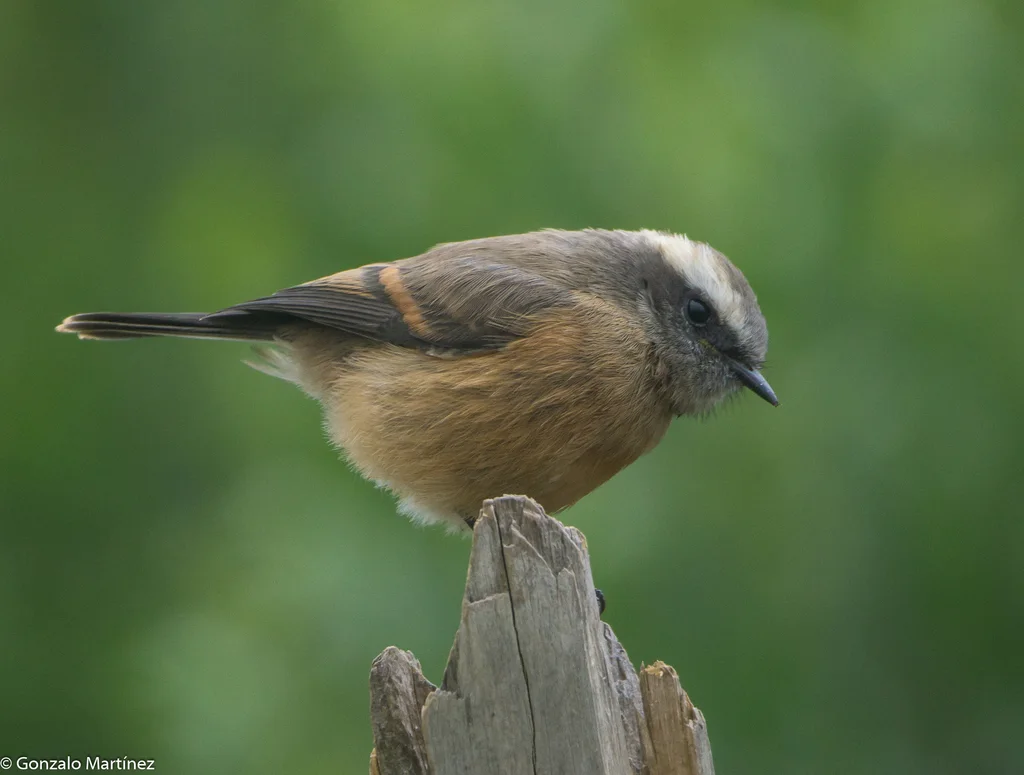 南美唧霸鹟(Ochthoeca oenanthoides)