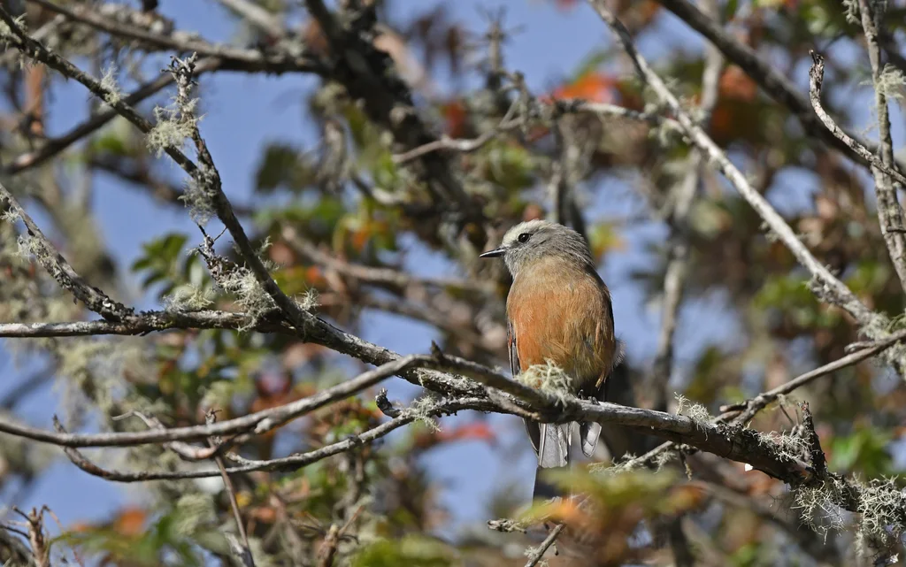 南美唧霸鹟(Ochthoeca oenanthoides)
