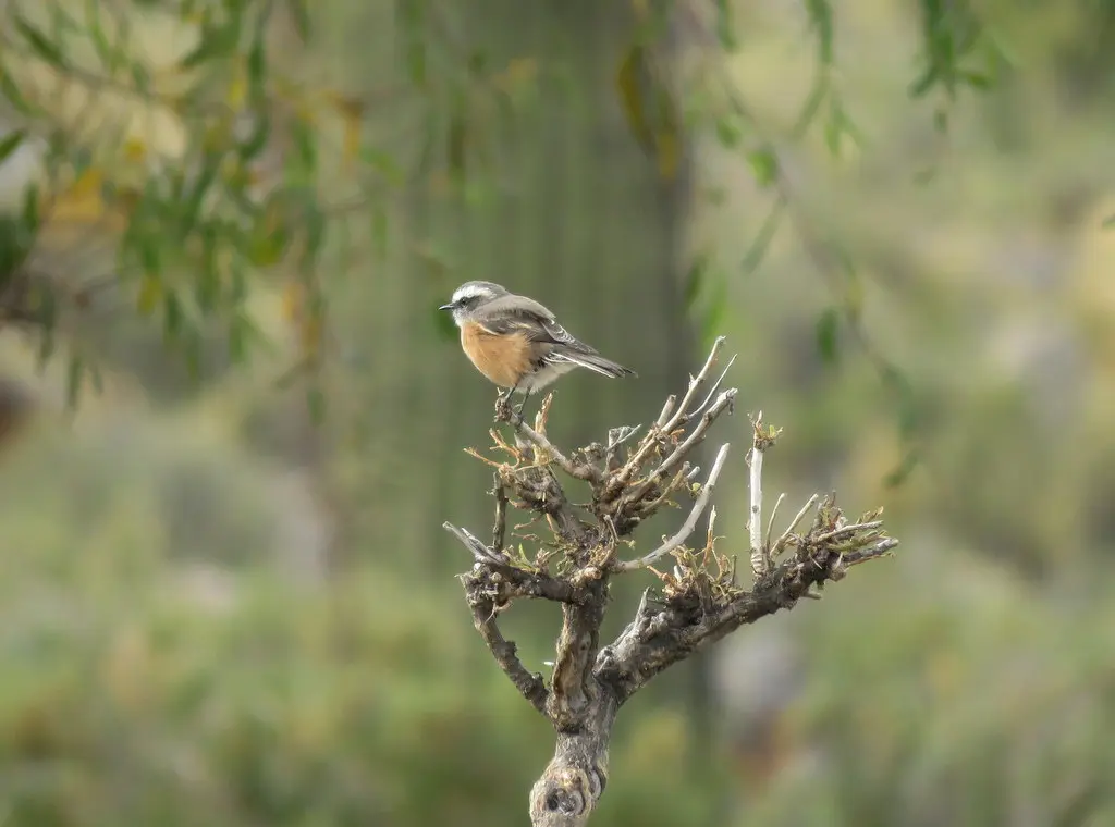南美唧霸鹟(Ochthoeca oenanthoides)