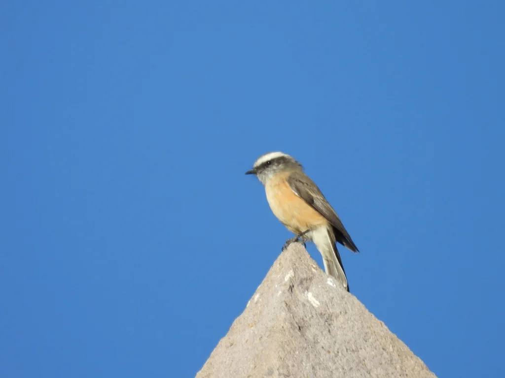 南美唧霸鹟(Ochthoeca oenanthoides)