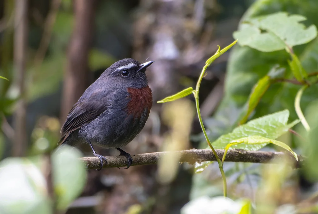 栗腰唧霸鹟(Ochthoeca thoracica)