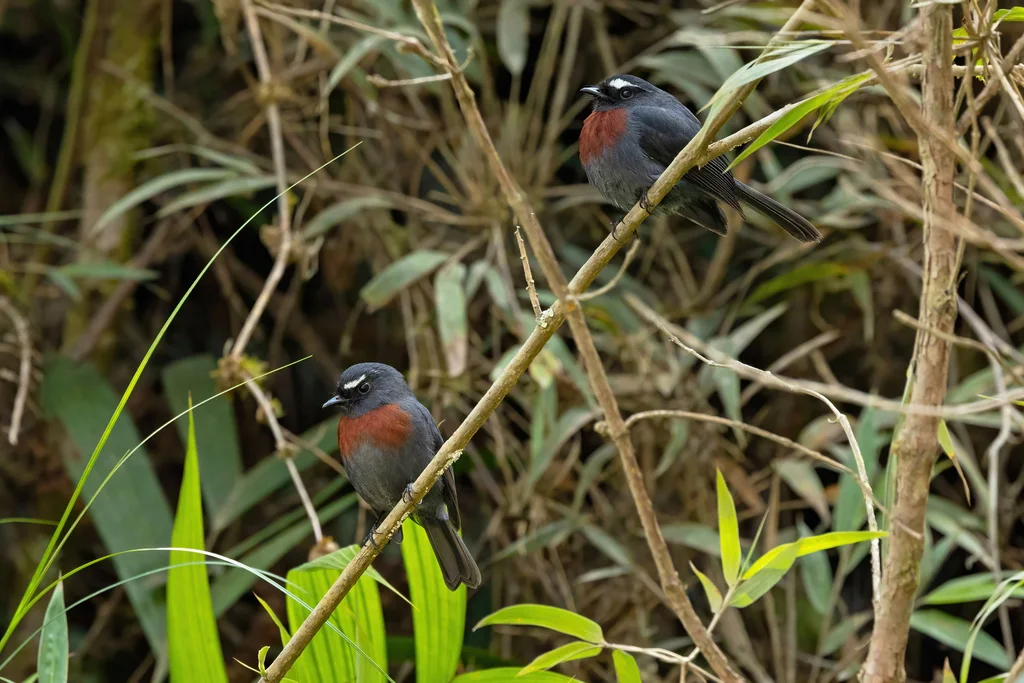 栗腰唧霸鹟(Ochthoeca thoracica)