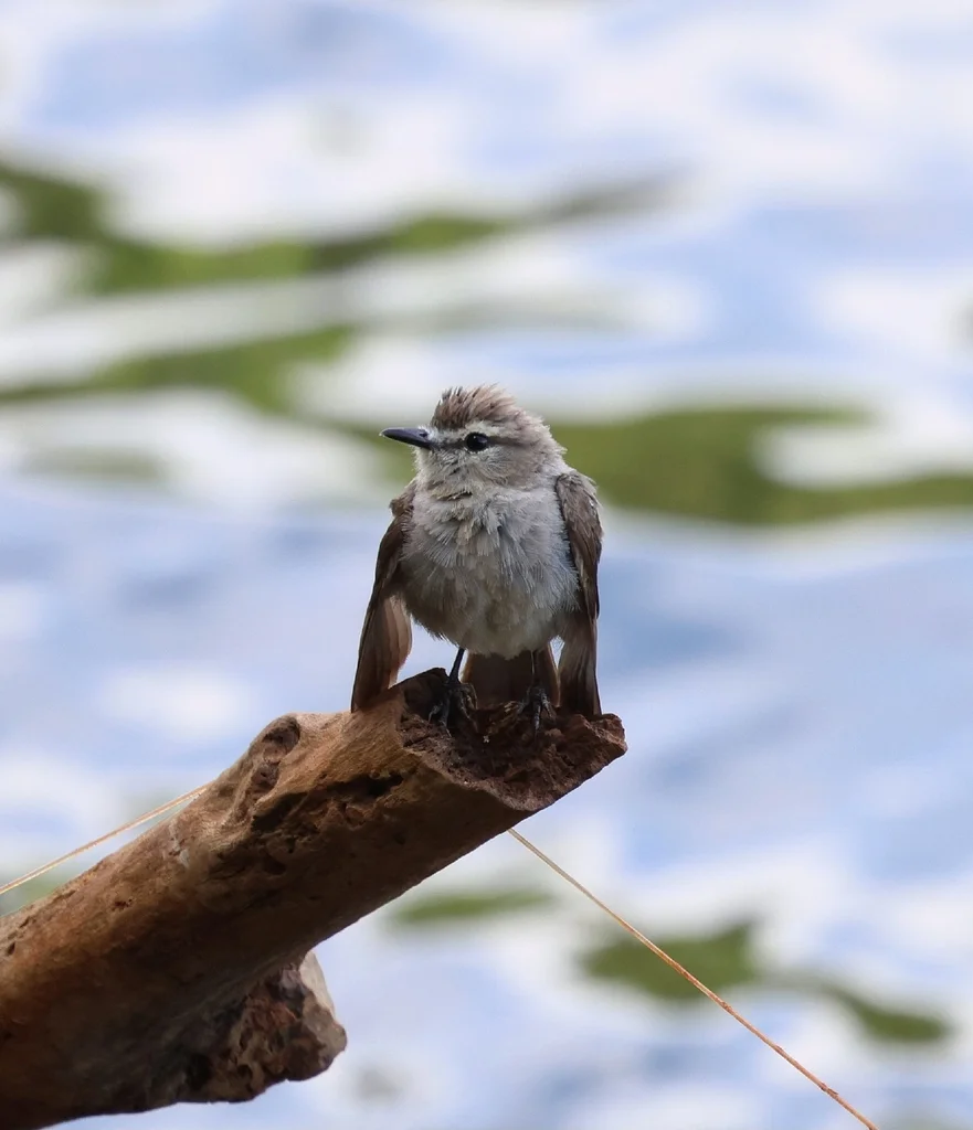 淡褐唧霸鹟(Ochthornis littoralis)