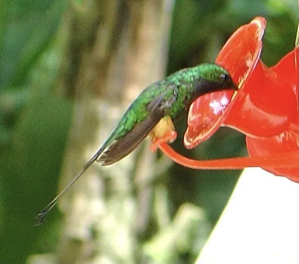 棕靴盘尾蜂鸟(Ocreatus addae)
