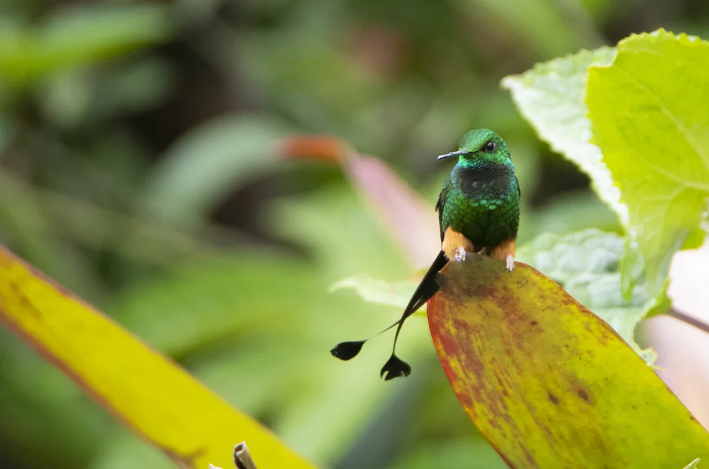 棕靴盘尾蜂鸟(Ocreatus addae)