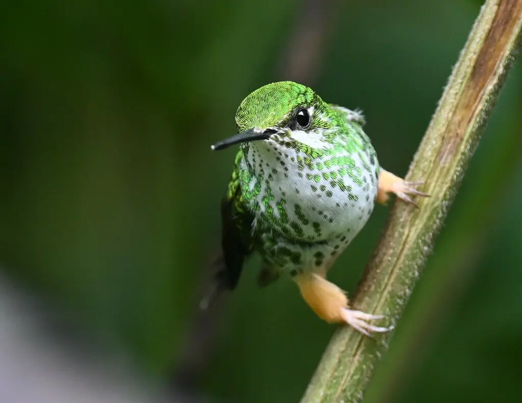 秘鲁盘尾蜂鸟（Ocreatus peruanus）
