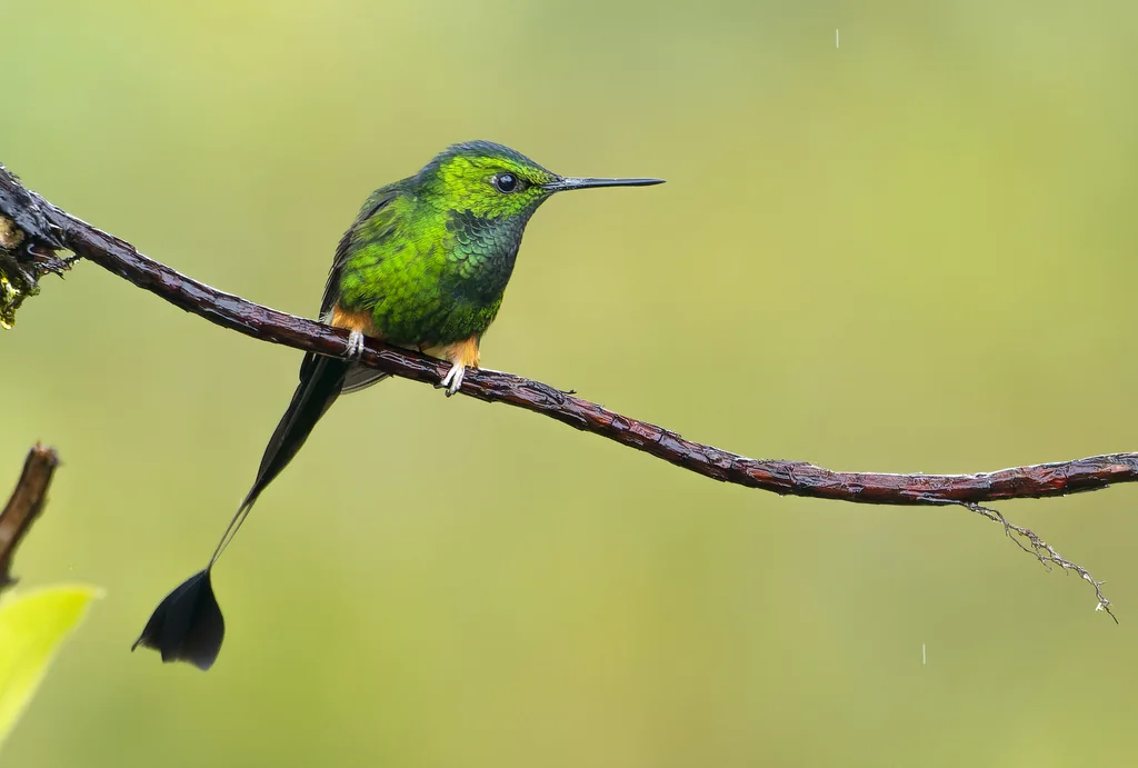 秘鲁盘尾蜂鸟（Ocreatus peruanus）
