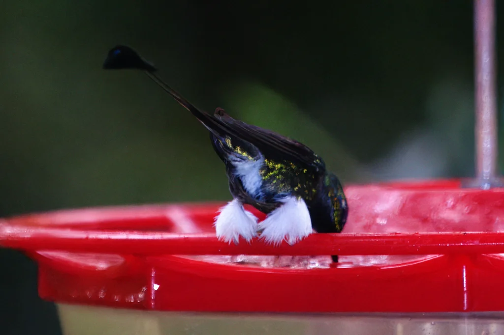 盘尾蜂鸟(Ocreatus underwoodii)