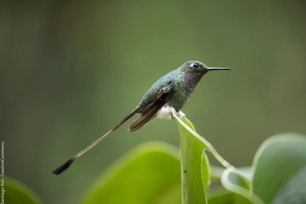 盘尾蜂鸟(Ocreatus underwoodii)