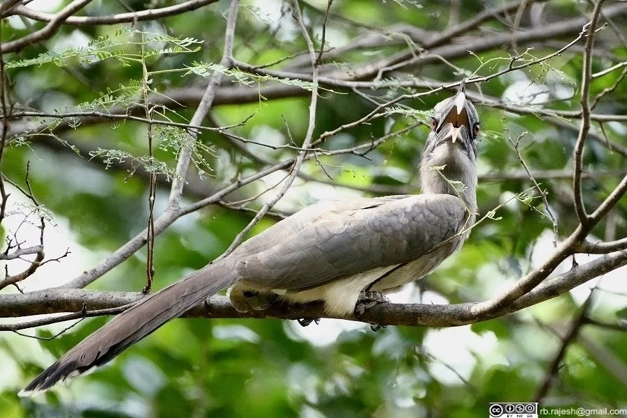 灰犀鸟(Ocyceros birostris)