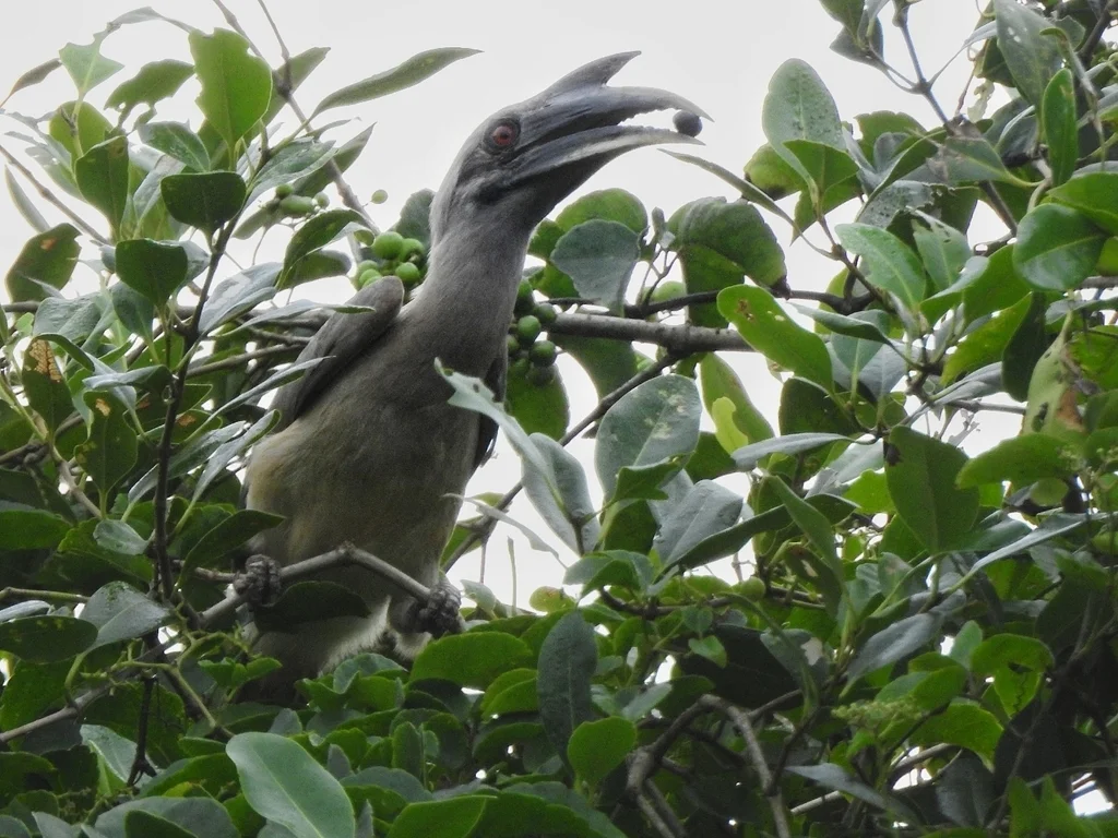 灰犀鸟(Ocyceros birostris)
