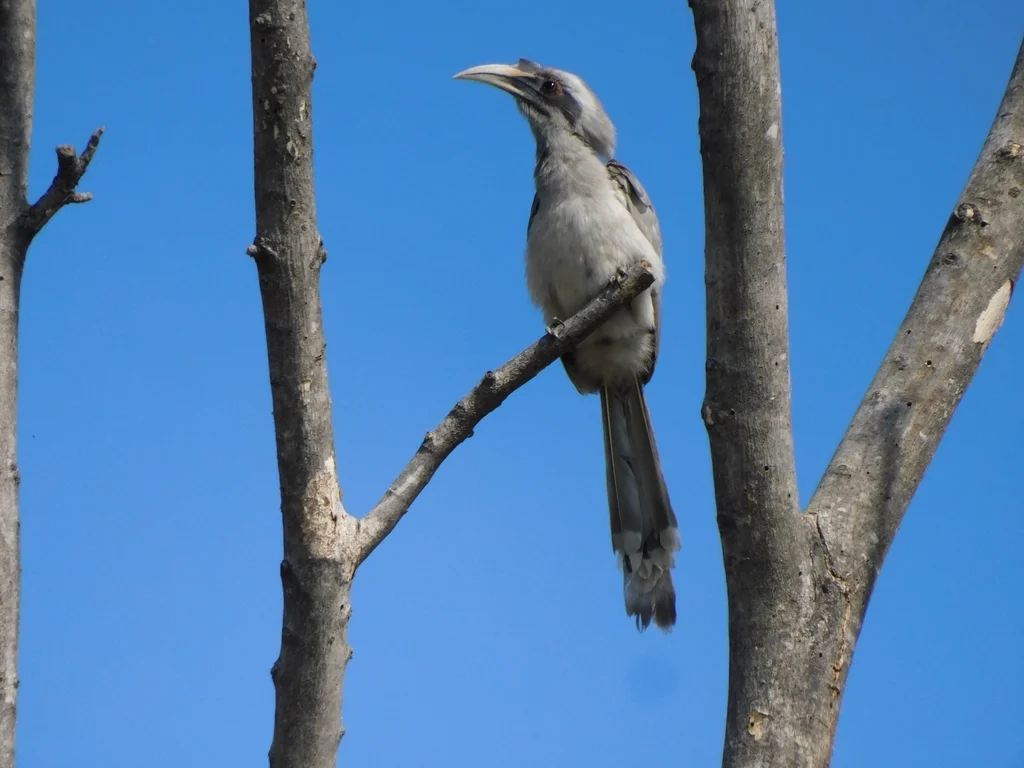 灰犀鸟(Ocyceros birostris)