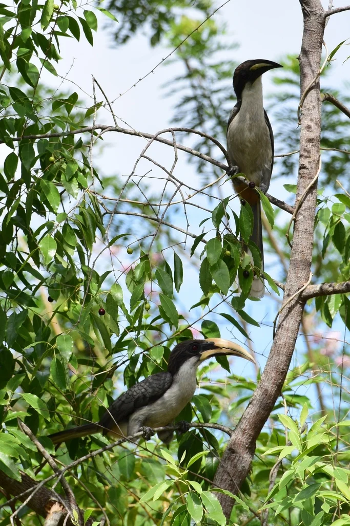 斯里兰卡灰犀鸟(Ocyceros gingalensis)