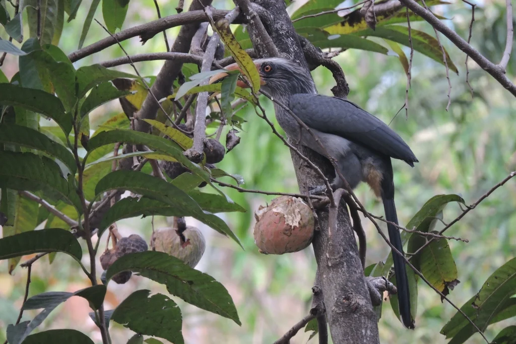 印度灰犀鸟(Ocyceros griseus)