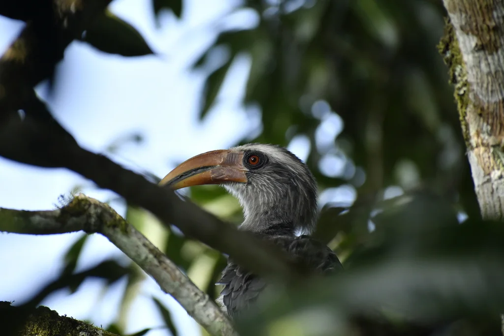 印度灰犀鸟(Ocyceros griseus)