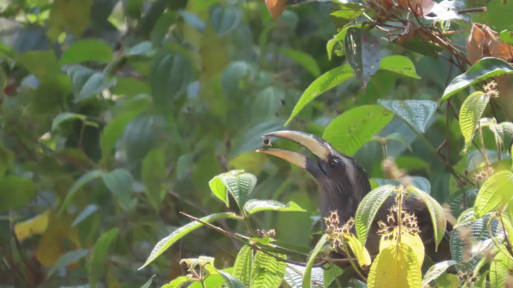 印度灰犀鸟(Ocyceros griseus)