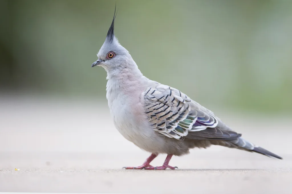 冠鸠(Ocyphaps lophotes)