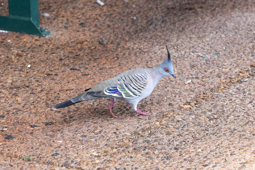 冠鸠(Ocyphaps lophotes)