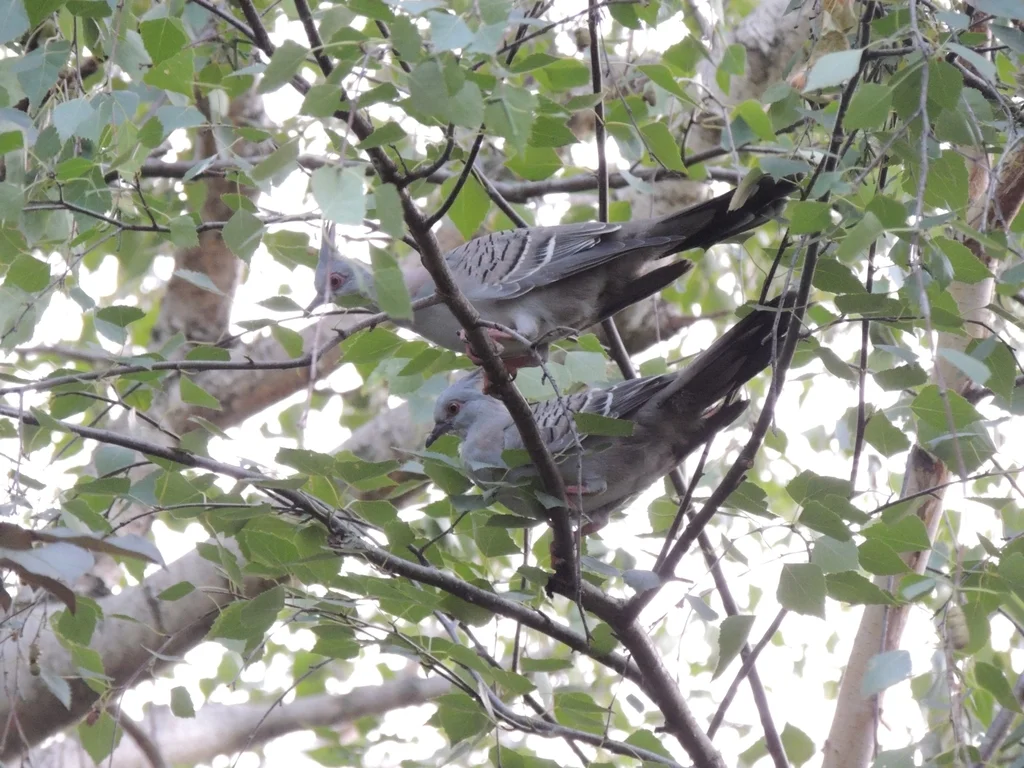 冠鸠(Ocyphaps lophotes)