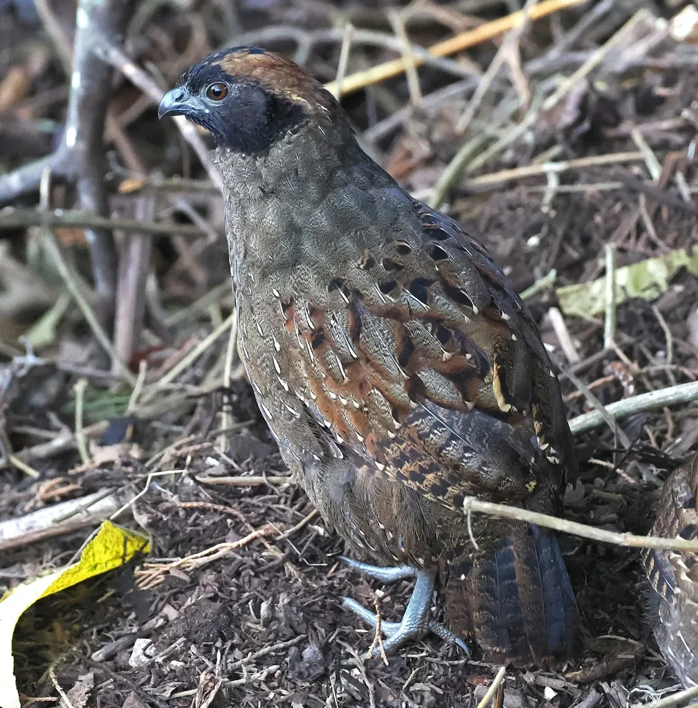 黑额林鹑（Odontophorus atrifrons）