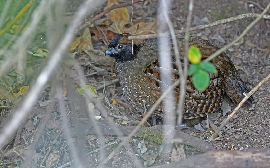 黑额林鹑（Odontophorus atrifrons）