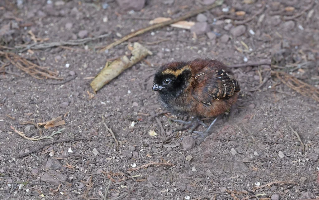 黑额林鹑（Odontophorus atrifrons）