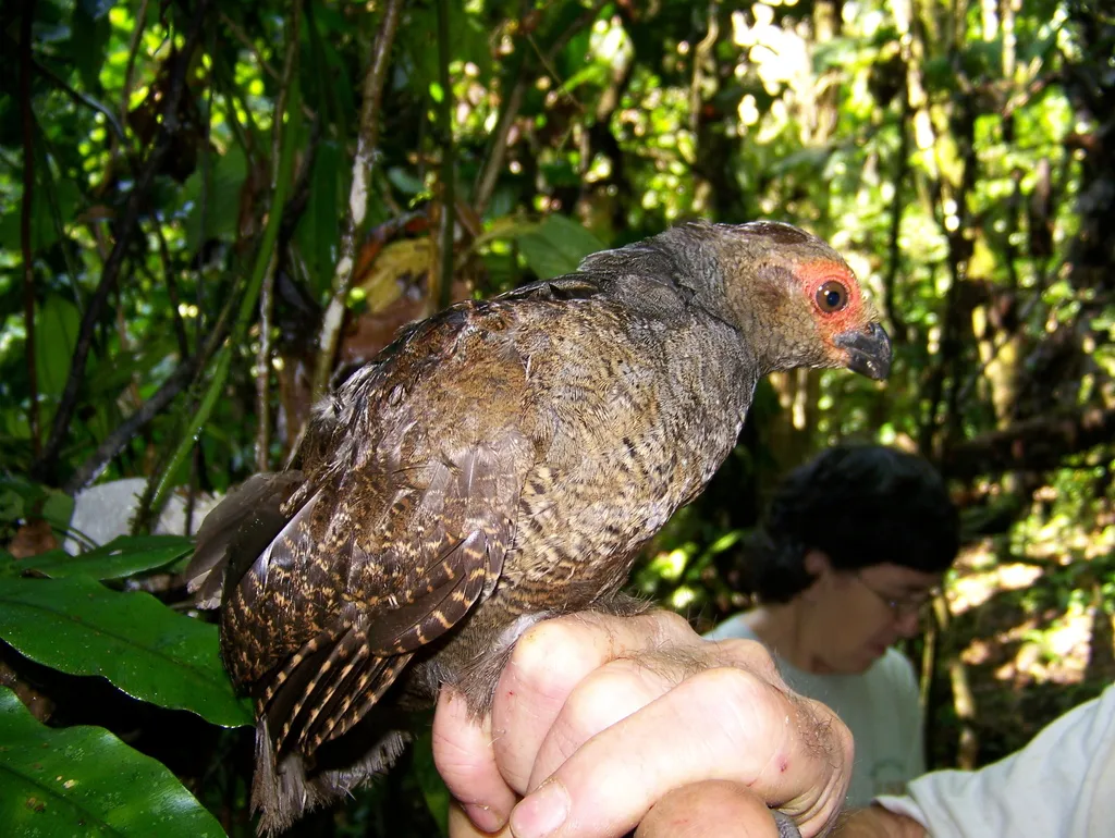 云斑林鹑(Odontophorus gujanensis)