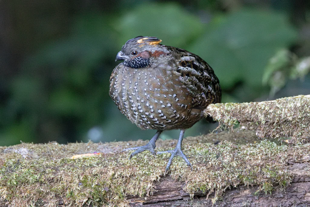 点斑林鹑(Odontophorus guttatus)