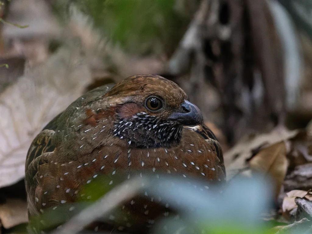 点斑林鹑(Odontophorus guttatus)