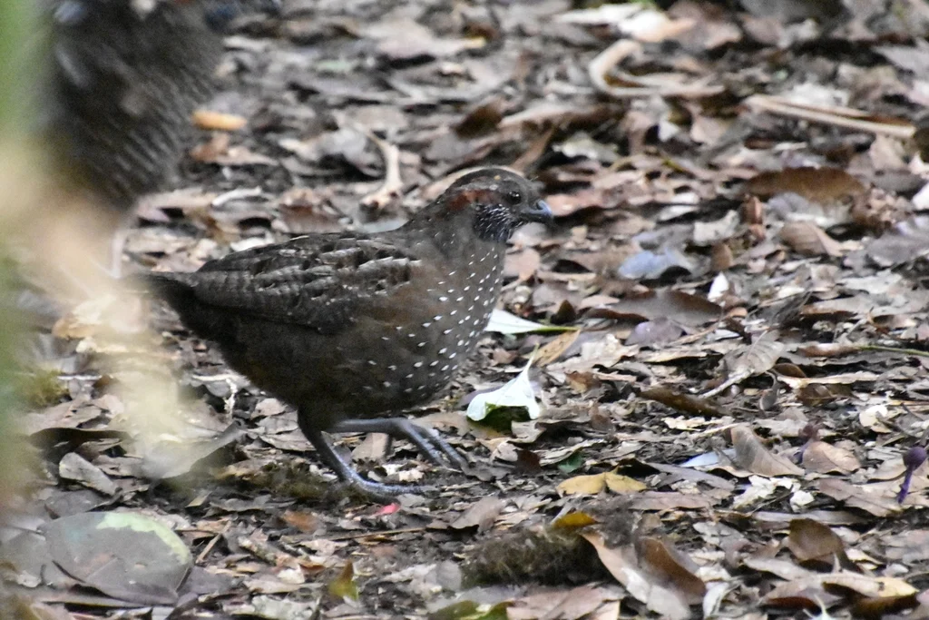 点斑林鹑(Odontophorus guttatus)