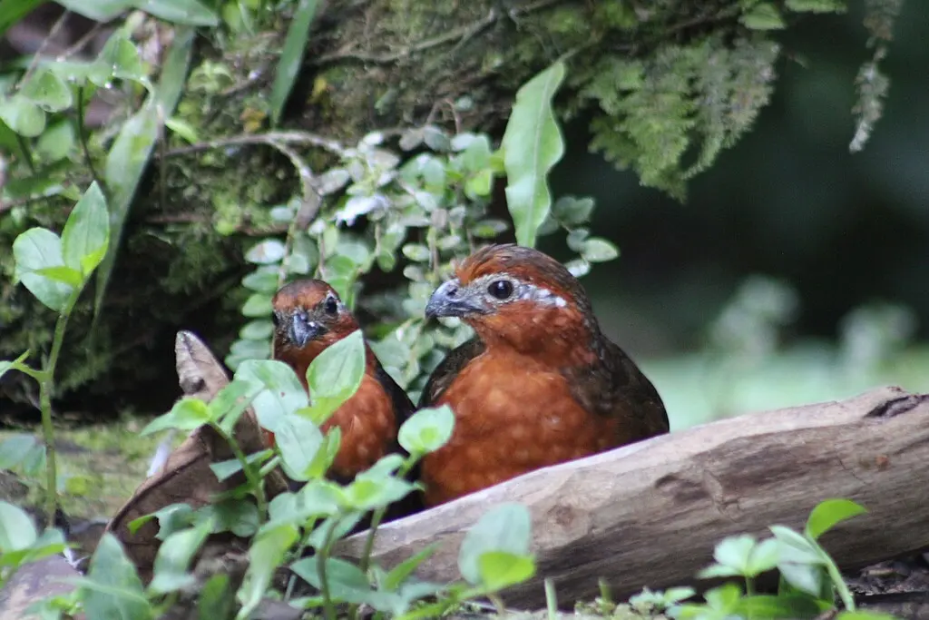 栗林鹑(Odontophorus hyperythrus)