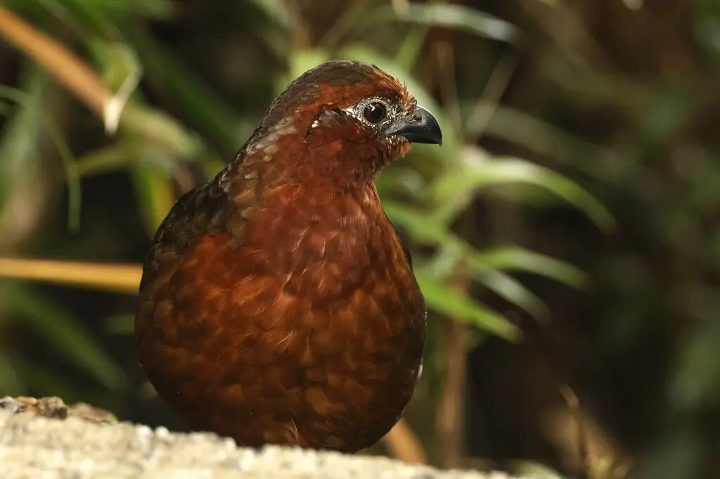 栗林鹑(Odontophorus hyperythrus)