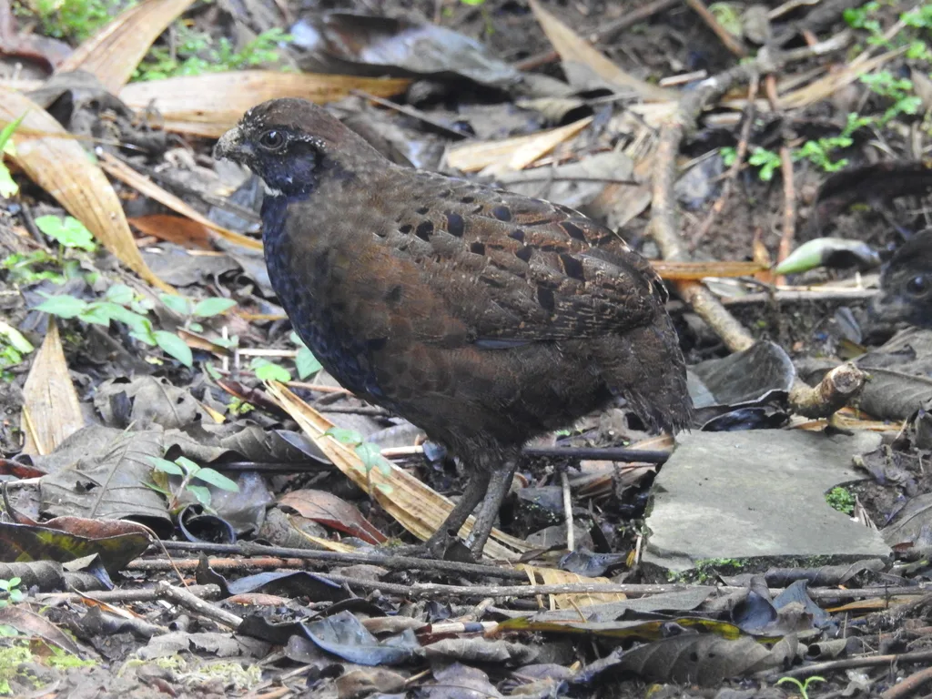 白喉林鹑(Odontophorus leucolaemus)