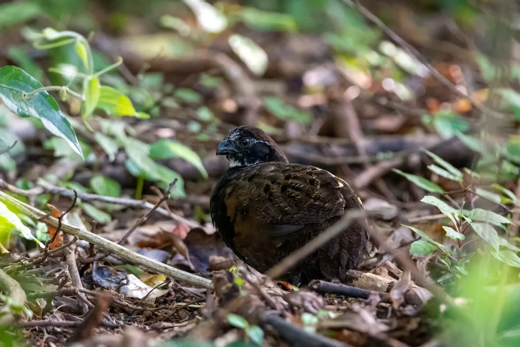 白喉林鹑(Odontophorus leucolaemus)
