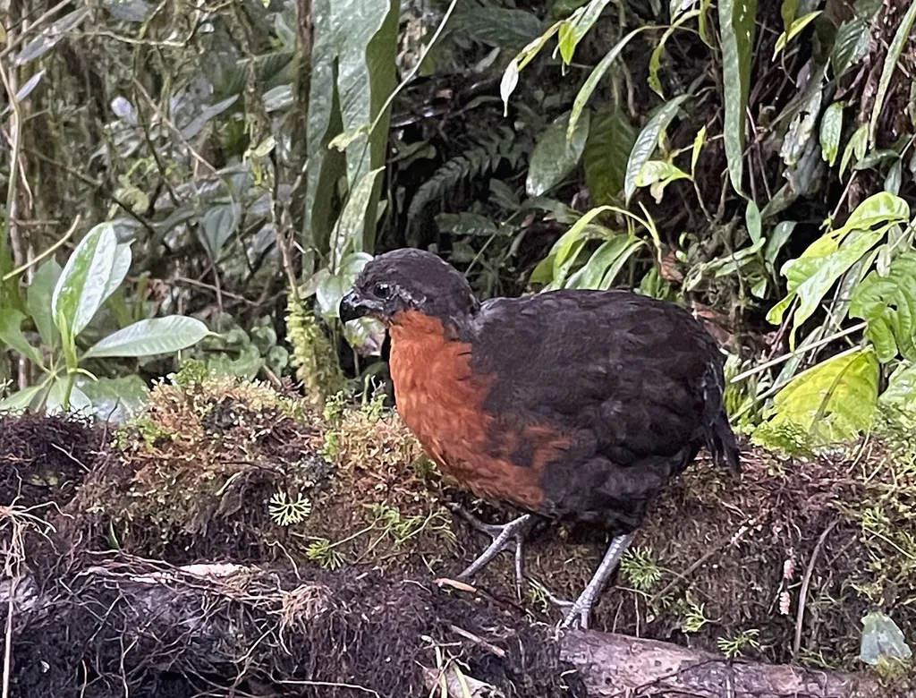 暗背林鹑(Odontophorus melanonotus)
