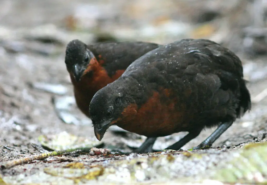 暗背林鹑(Odontophorus melanonotus)