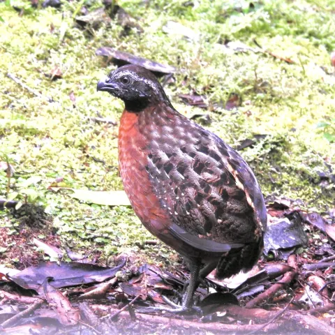 棕胸林鹑