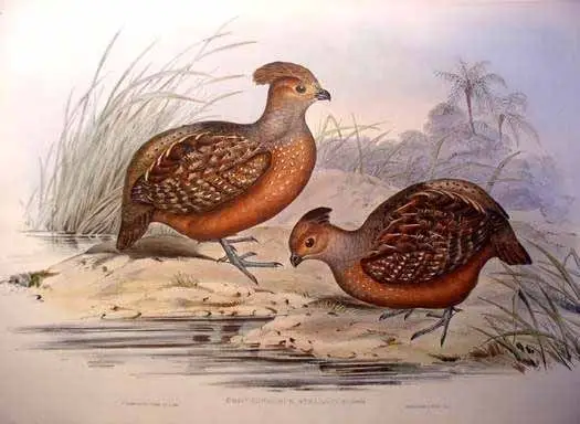 黄眼斑林鹑(Odontophorus stellatus)
